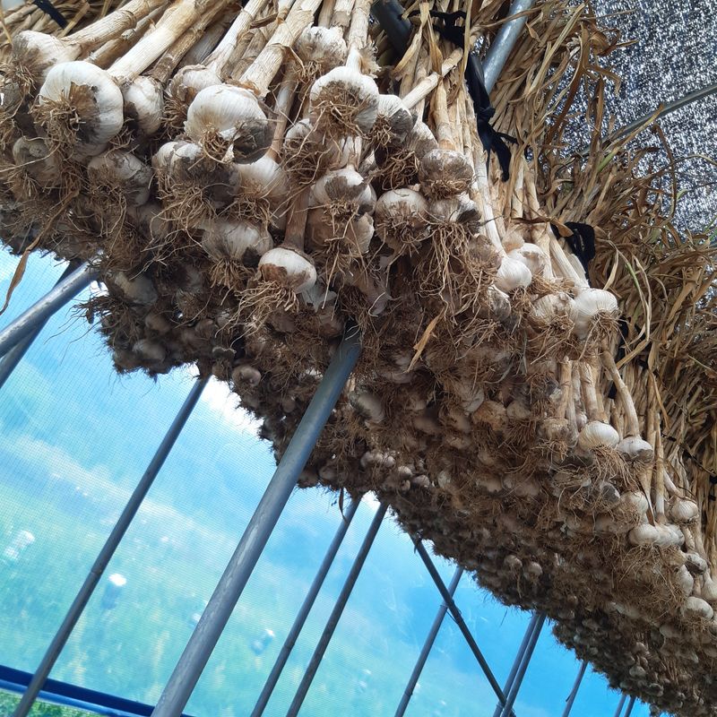 장터 상품 [홍산마늘 (완료)] 썸네일