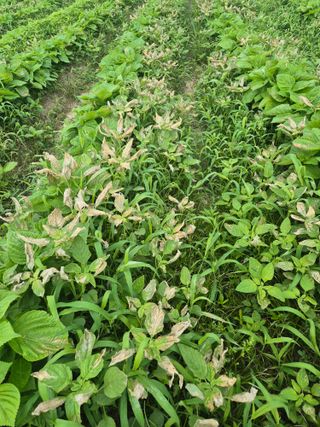 송광만님의 들깨 · 자유게시판 작성글 사진