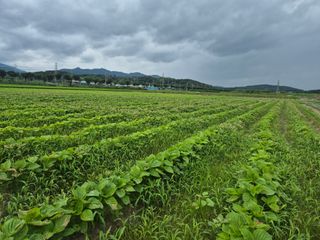송광만님의 들깨 · 자유게시판 작성글 사진