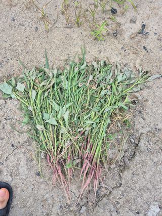 송광만님의 들깨 · 자유게시판 작성글 사진