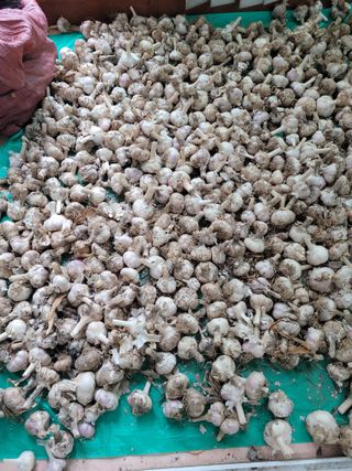 땅땅님의 🧄마늘 농협 수매가 알아보기 · 참여글 작성글 사진