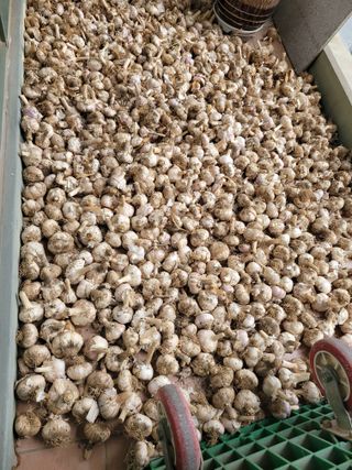 땅땅님의 🧄마늘 농협 수매가 알아보기 · 참여글 작성글 사진