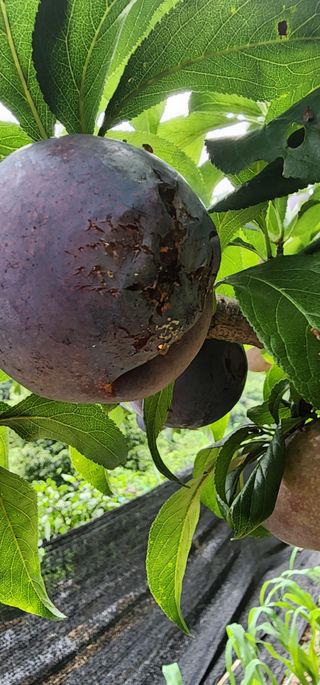 손웅호님의 자두 · 병해충상담 작성글 사진