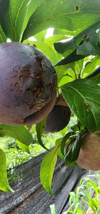 손웅호님의 자두 · 병해충상담 작성글 사진