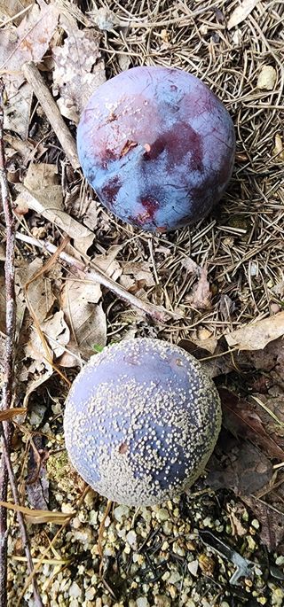 손웅호님의 자두 · 병해충상담 작성글 사진