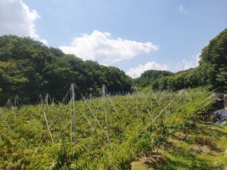 농부님의 복숭아 · 영농일지 작성글 사진