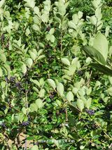 팜모닝 옥수수·영농일지 게시글 이미지