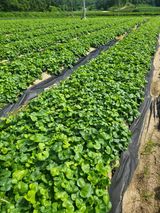 팜모닝 기타작물·영농일지 게시글 이미지