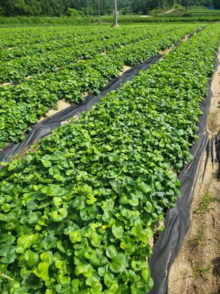 노지잔대재배7년차님의 기타작물 · 영농일지 작성글 사진