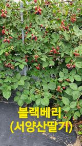 팜모닝 🌧️7월 내 작물 자랑하기·참여글 게시글 이미지