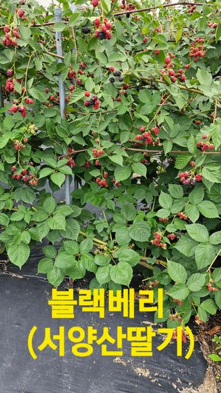 장철식님의 🌧️7월 내 작물 자랑하기 · 참여글 작성글 사진