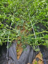 팜모닝 옥수수·영농일지 게시글 이미지