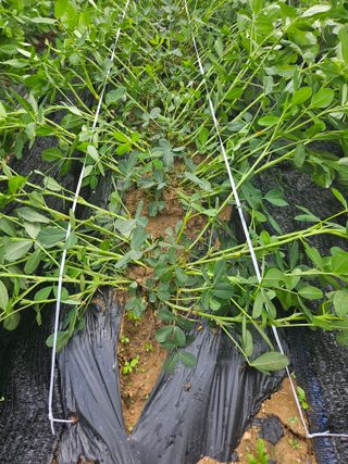 서화복님의 옥수수 · 영농일지 작성글 사진