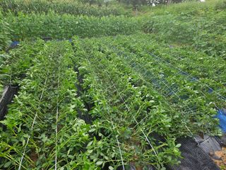 서화복님의 옥수수 · 영농일지 작성글 사진