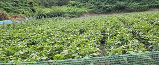 미스터션샤인님의 콩 · 영농일지 작성글 사진