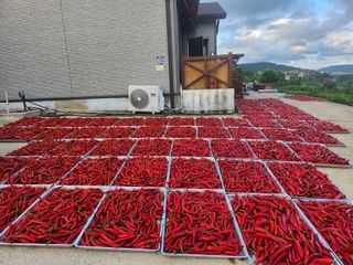 송정농장님의 🌧️7월 내 작물 자랑하기 · 참여글 작성글 사진