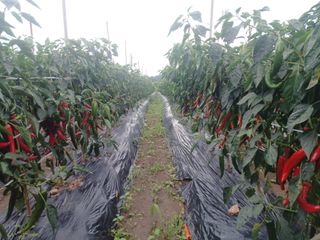 알 수 없음님의 들깨 · 영농일지 작성글 사진