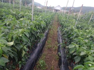 알 수 없음님의 들깨 · 영농일지 작성글 사진