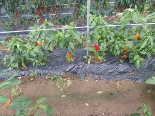 알 수 없음님의 들깨 · 영농일지 작성글 사진