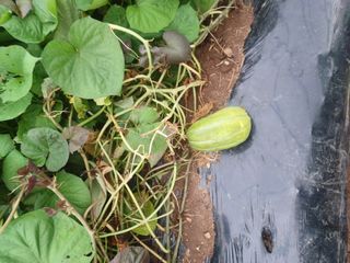 알 수 없음님의 들깨 · 영농일지 작성글 사진