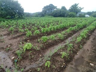 알 수 없음님의 들깨 · 영농일지 작성글 사진