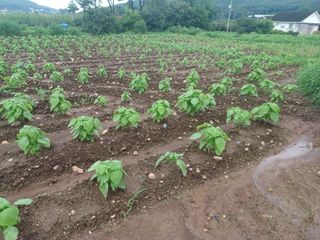 알 수 없음님의 들깨 · 영농일지 작성글 사진
