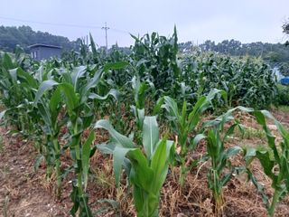 알 수 없음님의 들깨 · 영농일지 작성글 사진