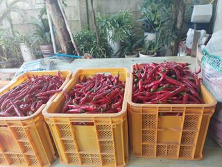 김경자님의 고추 · 수확 작성글 사진