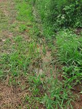 팜모닝 🌧️7월 내 작물 자랑하기·참여글 게시글 이미지