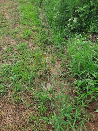 김영호님의 🌧️7월 내 작물 자랑하기 · 참여글 작성글 사진