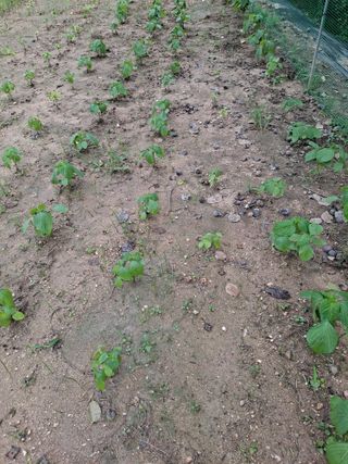 김영호님의 🌧️7월 내 작물 자랑하기 · 참여글 작성글 사진