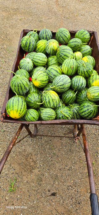 에바다님의 기타작물 · 영농일지 작성글 사진