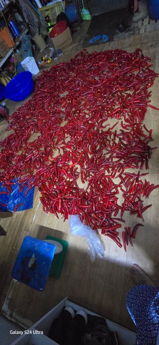 에바다님의 고추 · 영농일지 작성글 사진