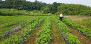 게으른촌놈님의 팜모닝 · 출석 작성글 사진