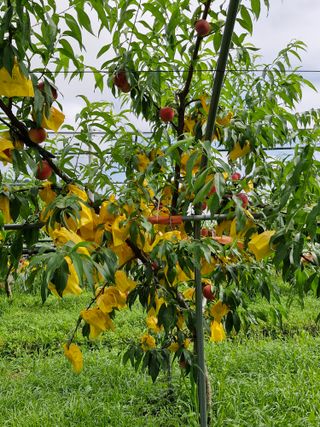 이주농원님의 복숭아 · 영농일지 작성글 사진