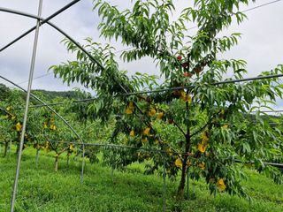 이주농원님의 복숭아 · 영농일지 작성글 사진