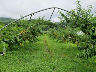 이주농원님의 복숭아 · 영농일지 작성글 사진