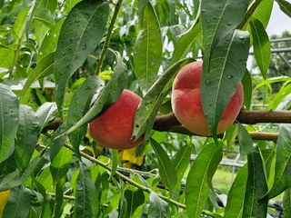 이주농원님의 복숭아 · 영농일지 작성글 사진
