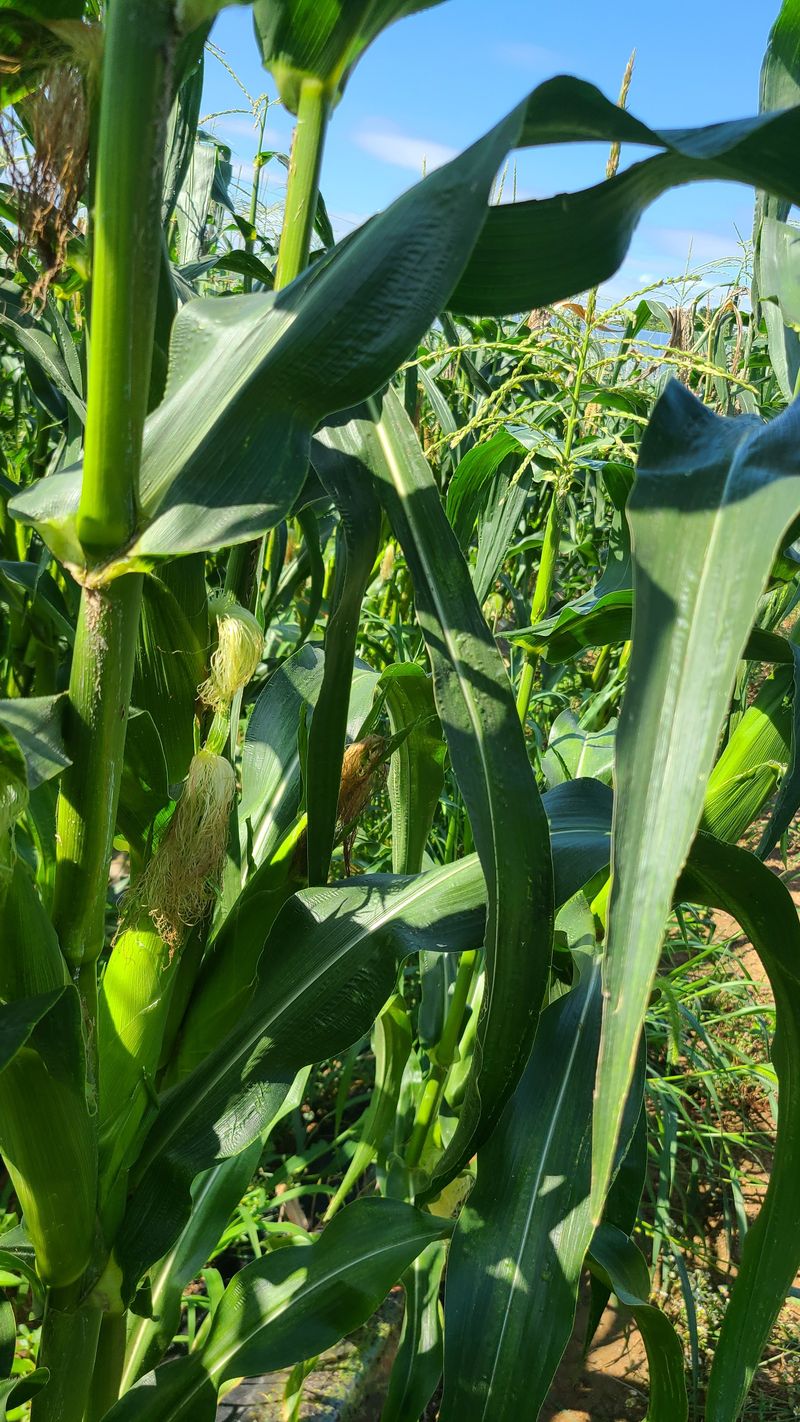 김진권님의 장터 판매 상품 [대학찰옥수수] 첨부 사진