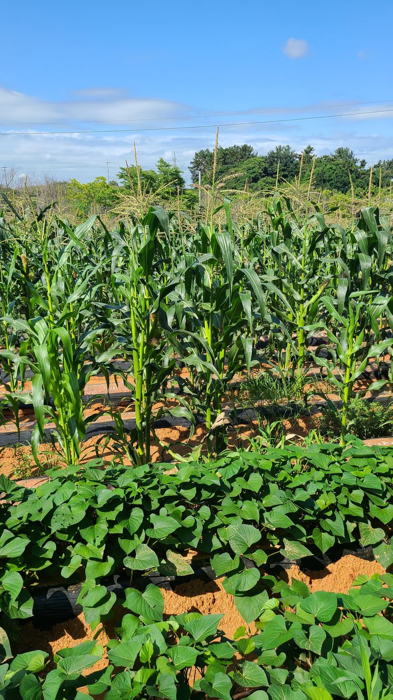 김진권님의 장터 판매 상품 [대학찰옥수수] 첨부 사진