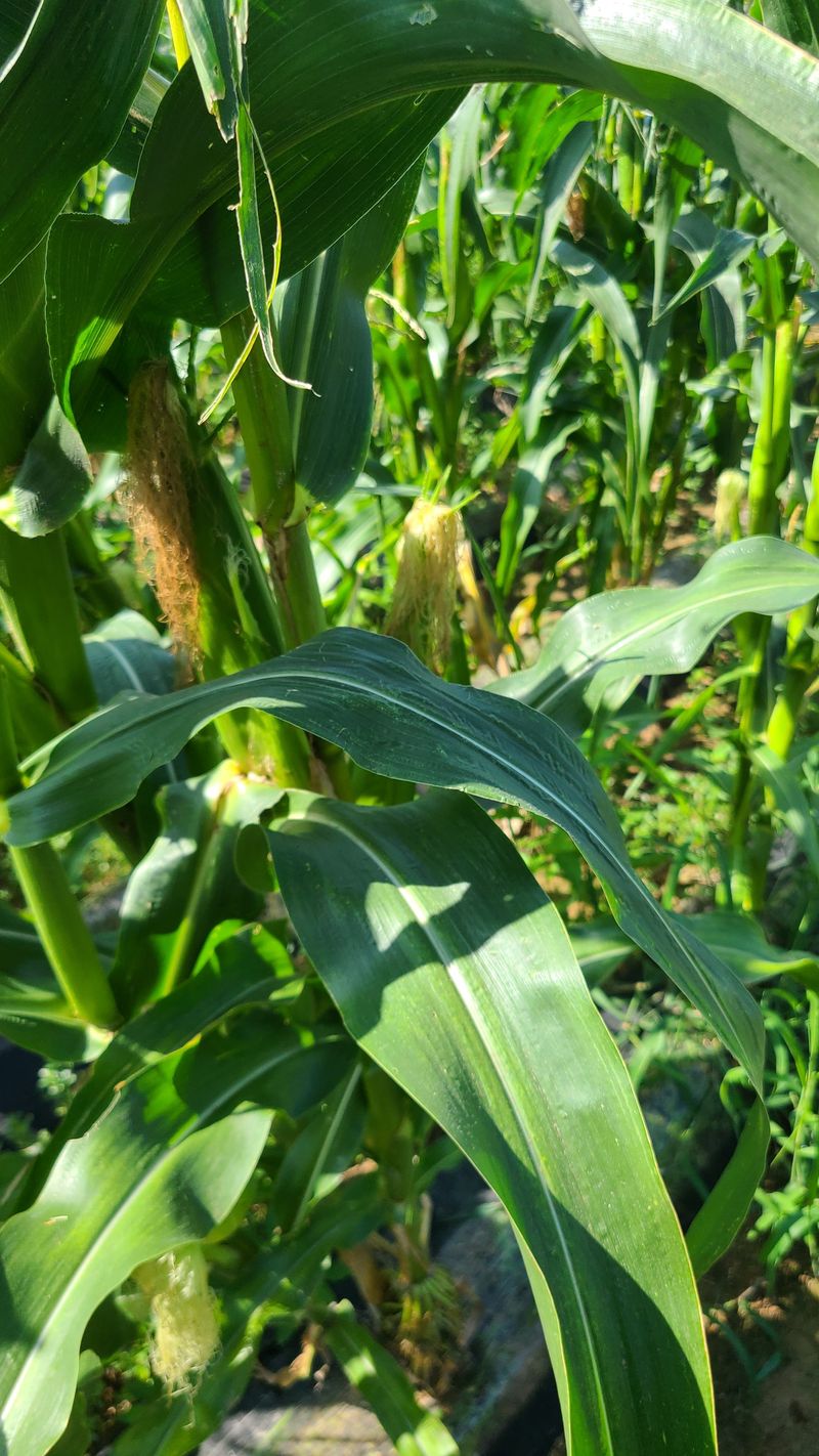 김진권님의 장터 판매 상품 [대학찰옥수수] 첨부 사진