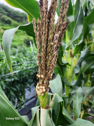 kis님의 옥수수 · 병해충상담 작성글 사진