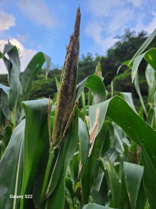 kis님의 옥수수 · 병해충상담 작성글 사진