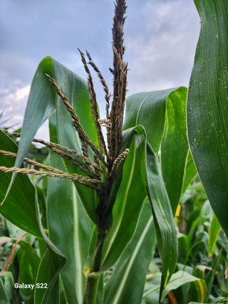 kis님의 옥수수 · 병해충상담 작성글 사진
