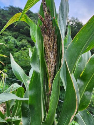 kis님의 옥수수 · 병해충상담 작성글 사진