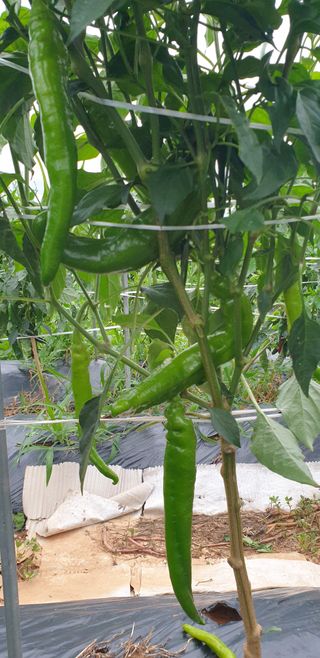 조재수님의 자유주제 · 자유게시판 작성글 사진