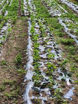 팜모닝 들깨·영농일지 게시글 이미지