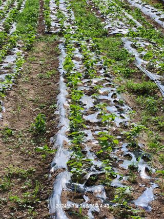 박재곤님의 들깨 · 영농일지 작성글 사진