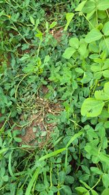 팜모닝 콩·영농일지 게시글 이미지