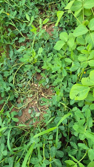 모산소나무님의 콩 · 영농일지 작성글 사진